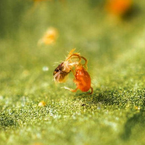 Image 47570809782614