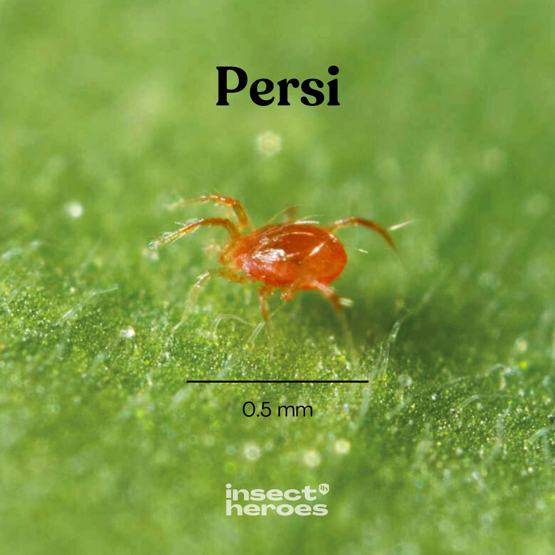Persi - gegen Spinnmilben