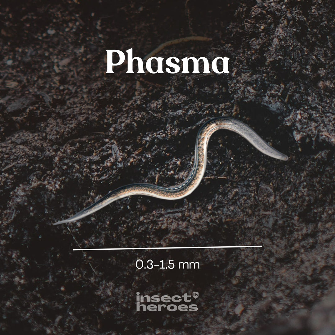 Phasma - gegen Schnecken