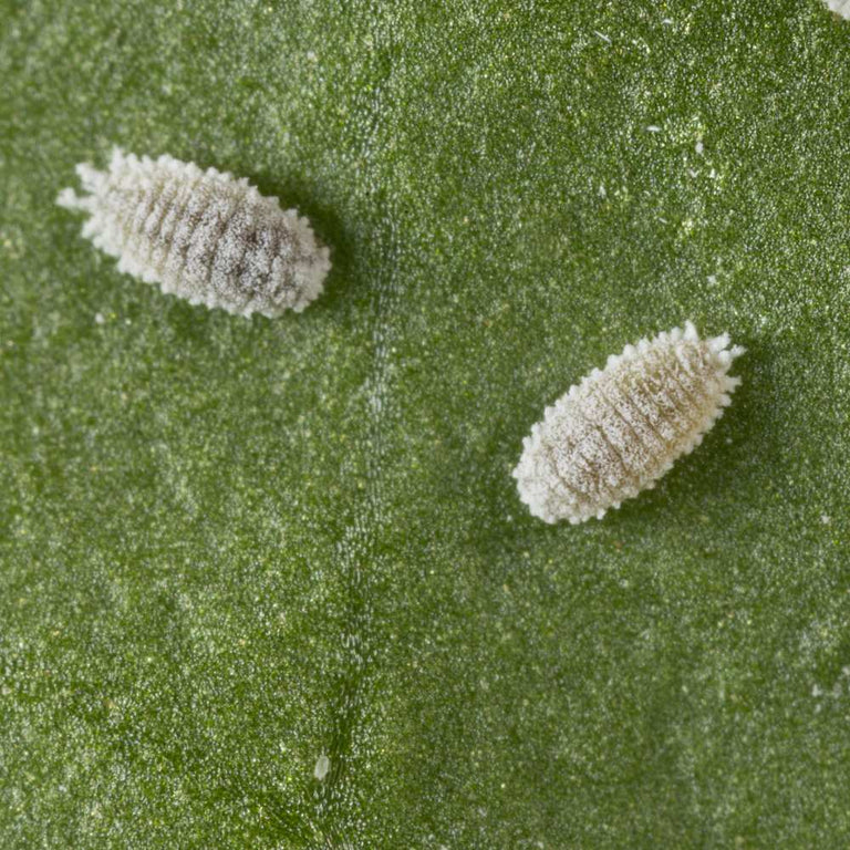 Image 57579083563350