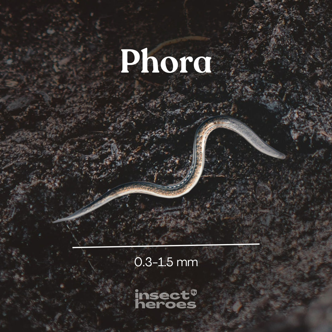 Phora (HB, Heterorhabditis bacteriophora)