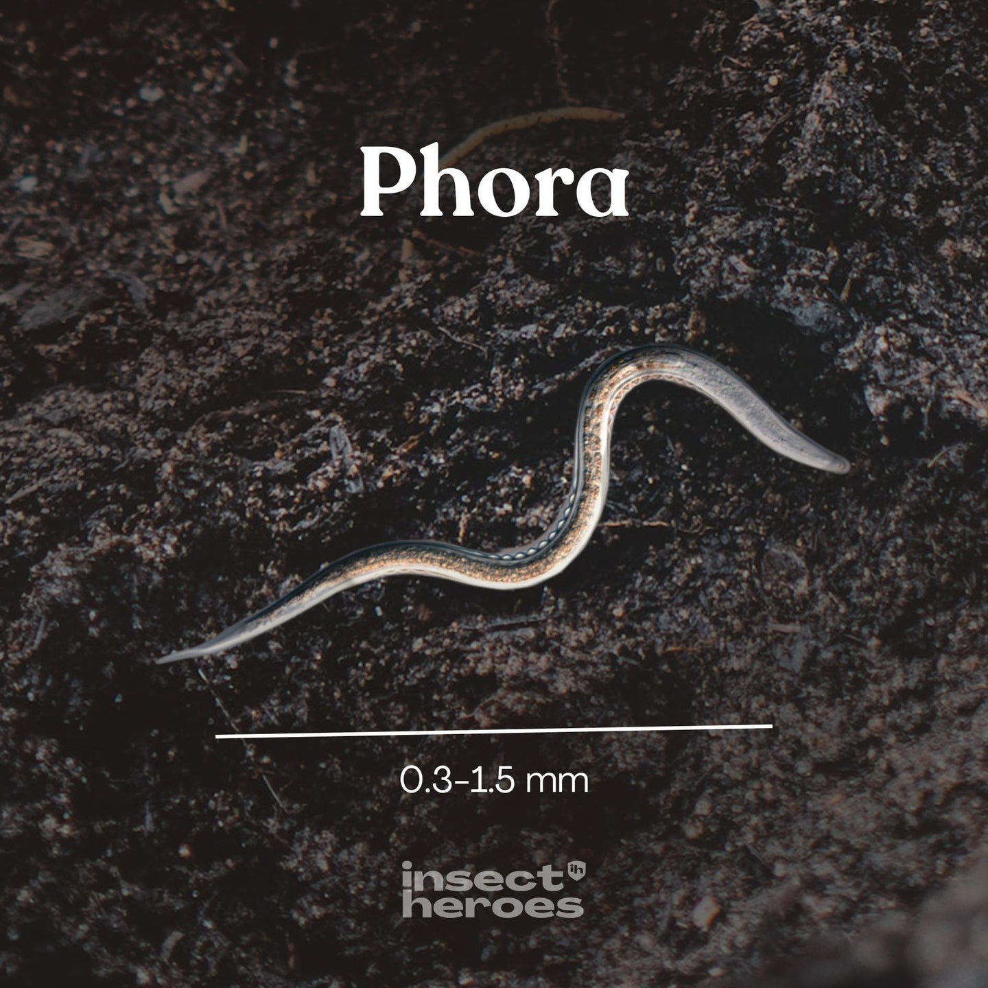 Phora (HB, Heterorhabditis bacteriophora)