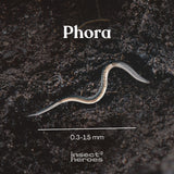 Phora (HB, Heterorhabditis bacteriophora)