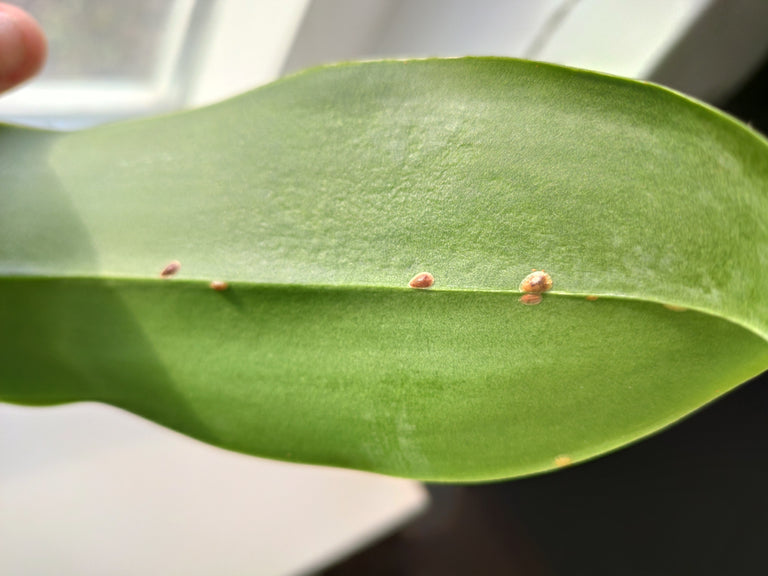 Image 57595153908054