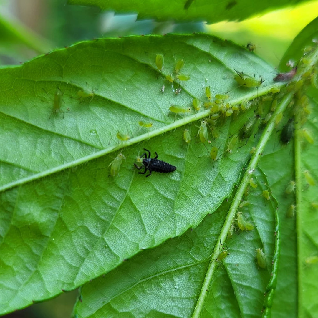 Puncta - gegen Blattläuse