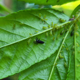 Puncta - gegen Blattläuse