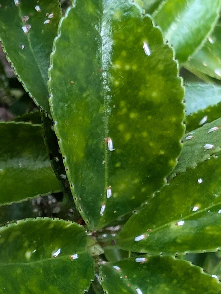 Image 57581797245270