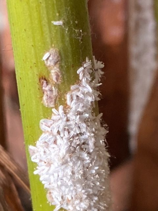 Image 57581802750294