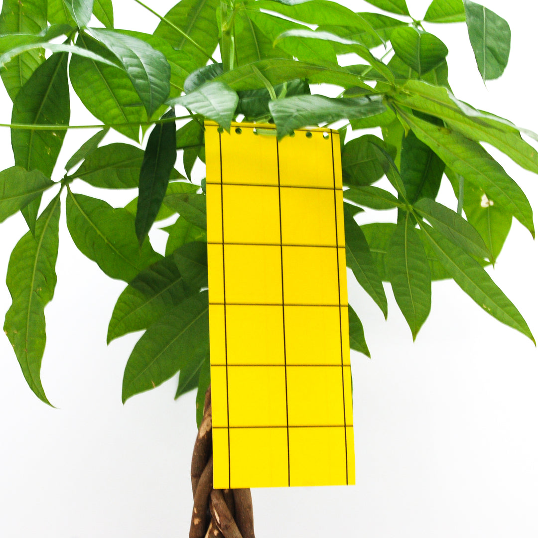 Protect Plants Deal - verhindere Schädlingsbefall