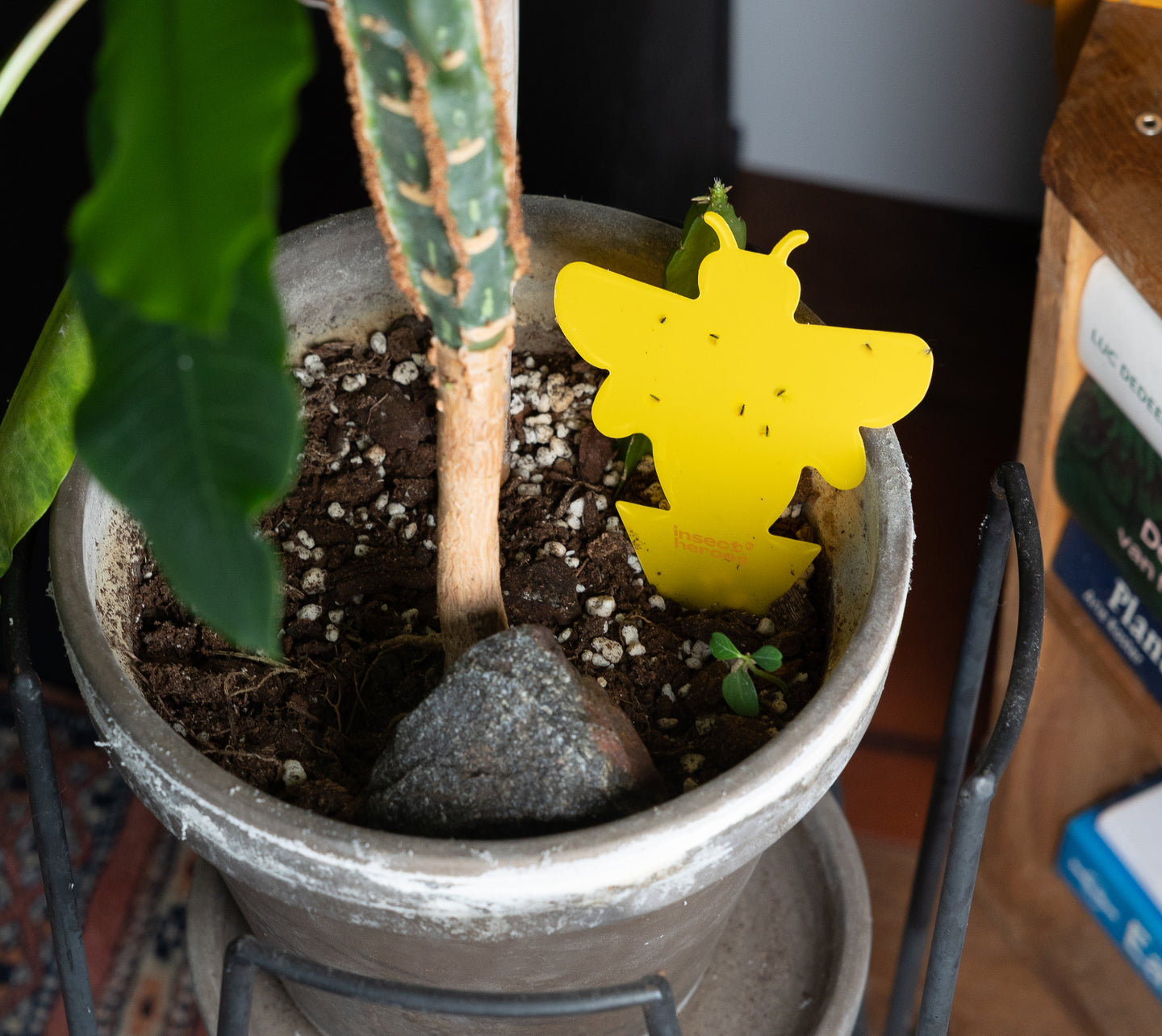 Combi Deal - gegen Trauermücken