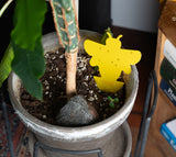 Jungle Deal - gegen Trauermücken