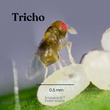 Tricho - gegen Lebensmittelmotten (3-fach-Lieferung)