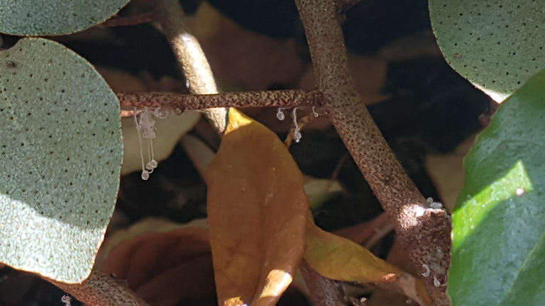 Image 57582132330838