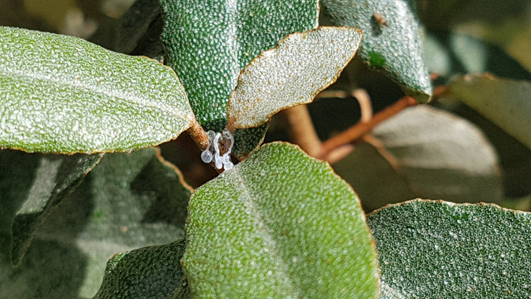 Image 57582149173590