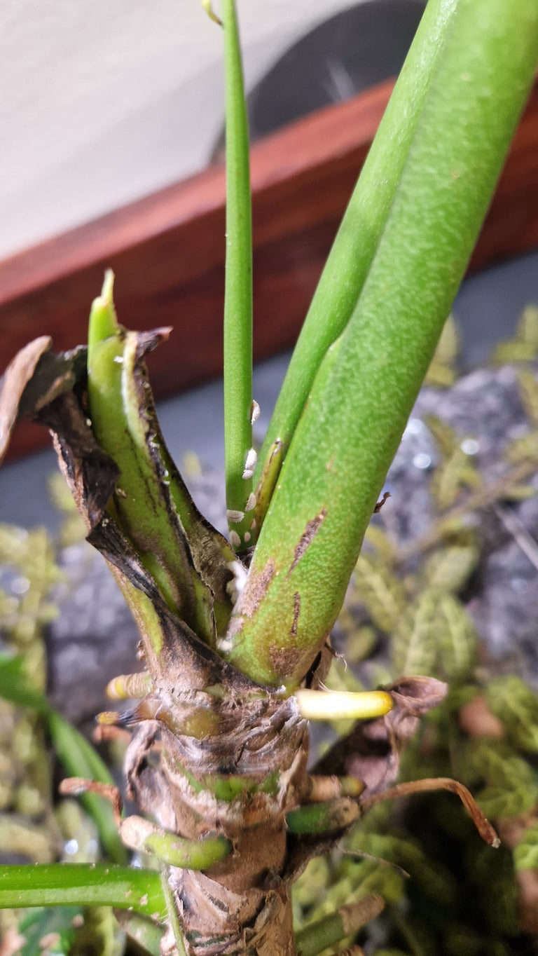 Image 57579078844758