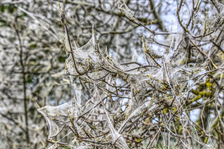 Image 61257066971478