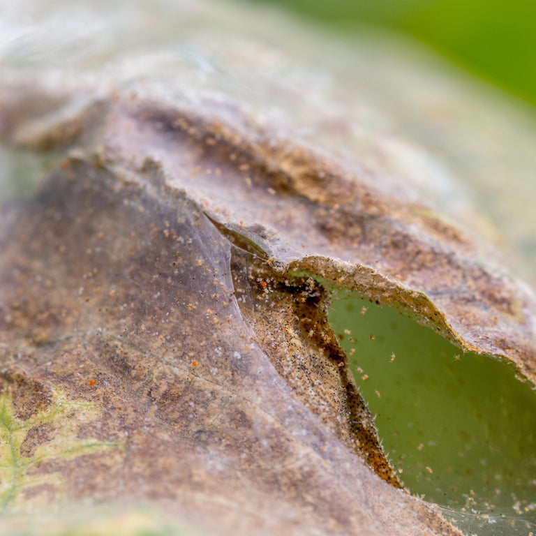 Image 57595086733654