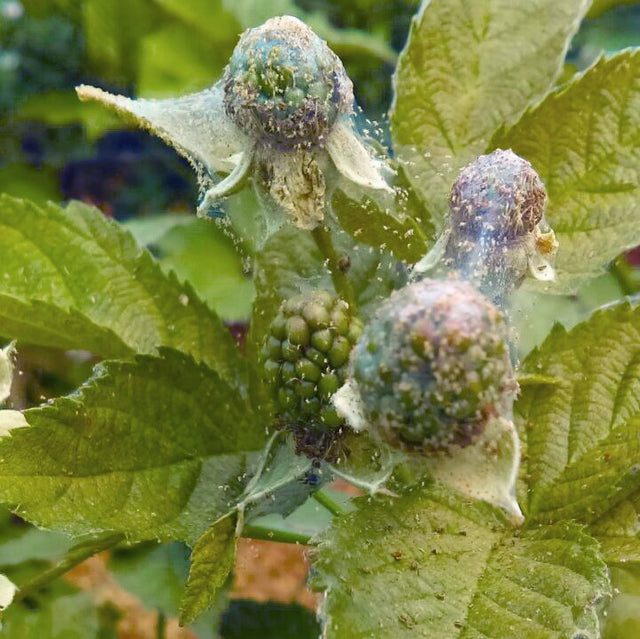 Image 57595104166230