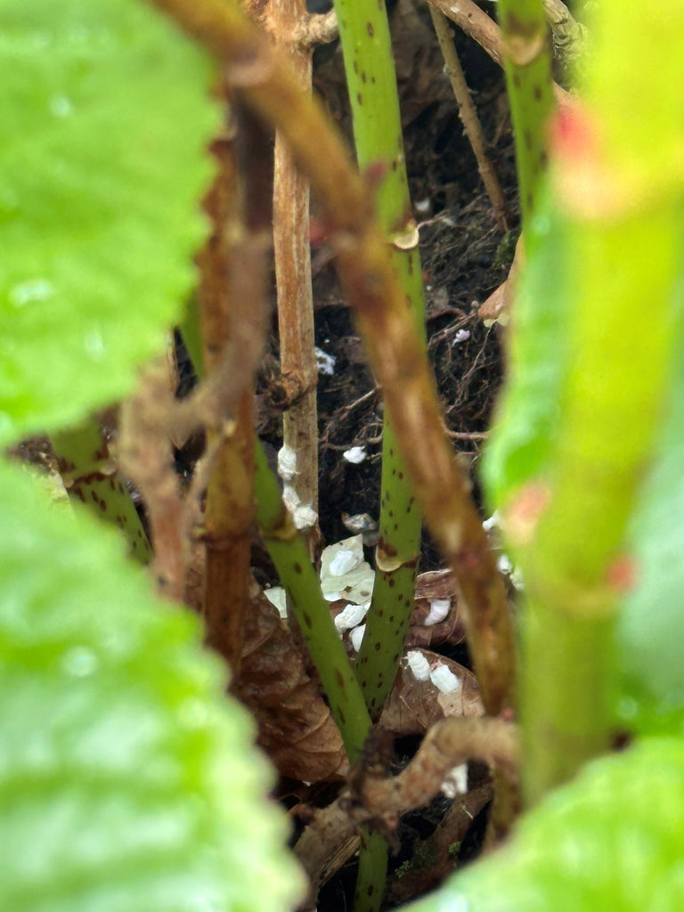 Image 57579207655766