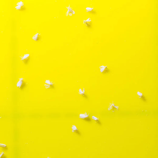 Sticky Leaf Flower - gegen Weiße Fliege