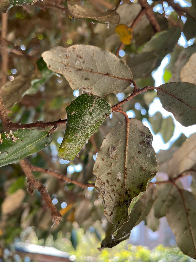 Image 57582139408726