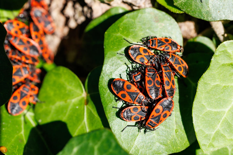 Image 57595167768918