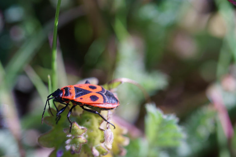 Image 57595168293206