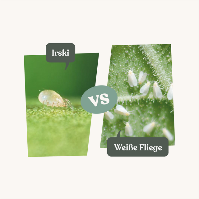 Irski - gegen Weiße Fliege