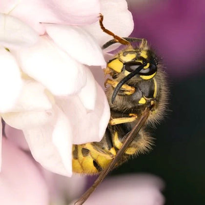 Image 57464211013974