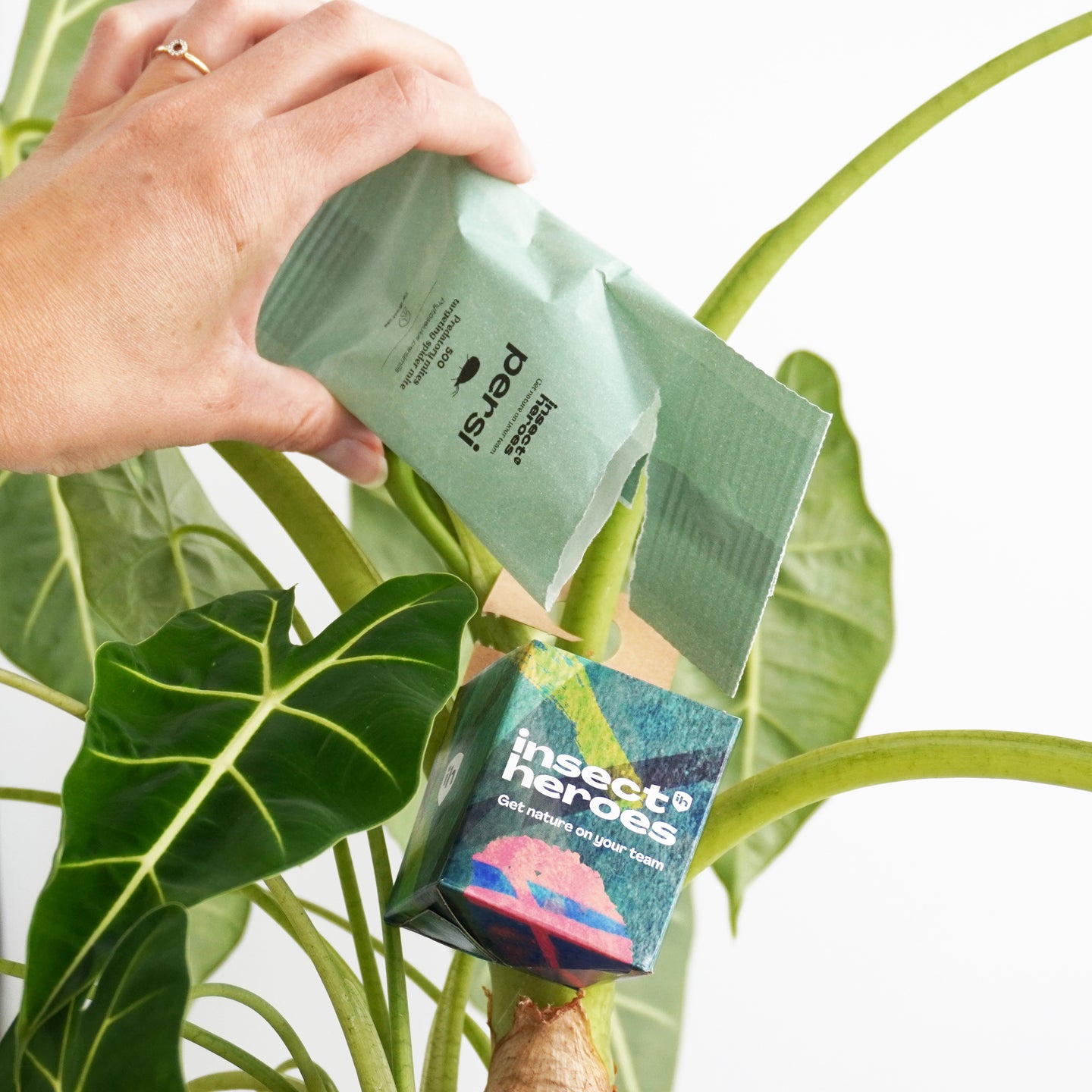 Jungle Deal - gegen Spinnmilben