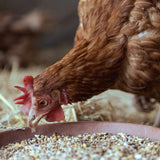 Combi Deal - Rote Vogelmilben bekämpfen