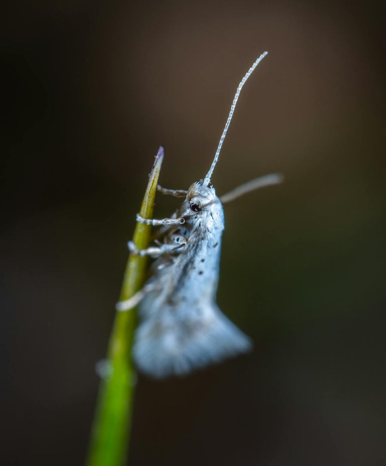 Image 61257068478806