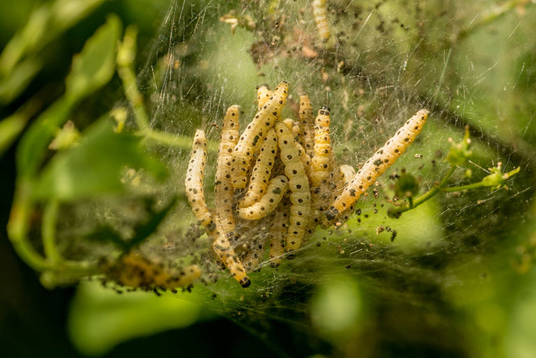 Image 61257076932950