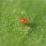 Phytoseiulus persimilis roofmijt 0.5 mm groot