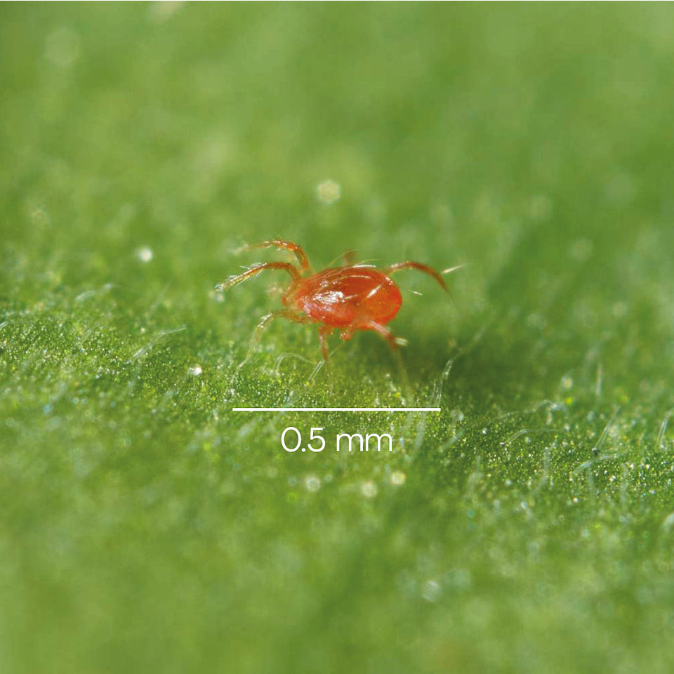 Phytoseiulus persimilis roofmijt 0.5 mm groot
