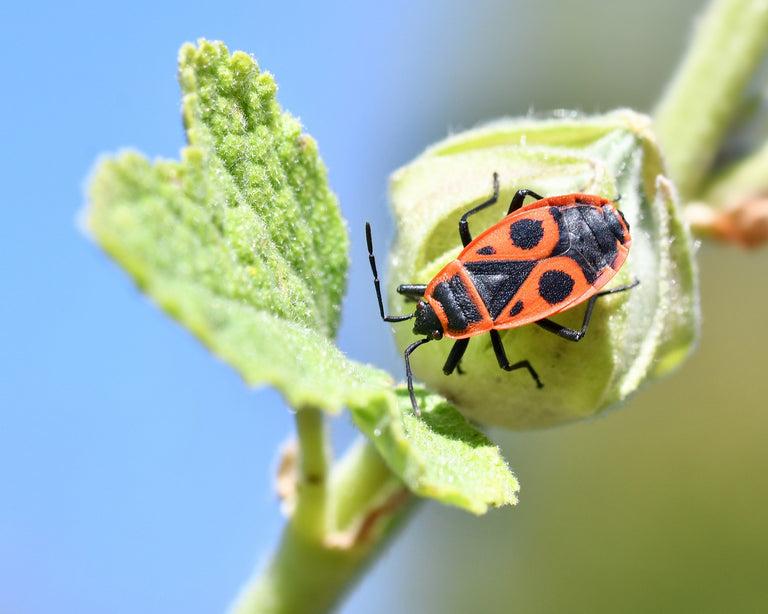 Image 57595170980182