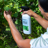 Plant Soap