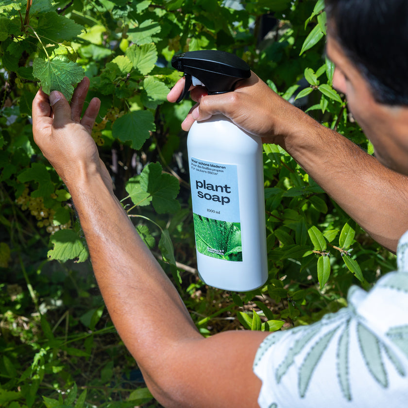 Plant Soap