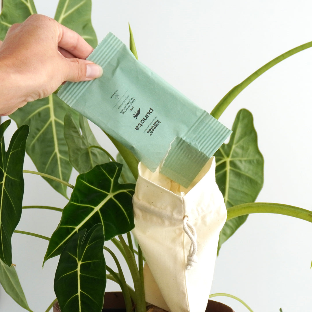 Puncta - gegen Blattläuse