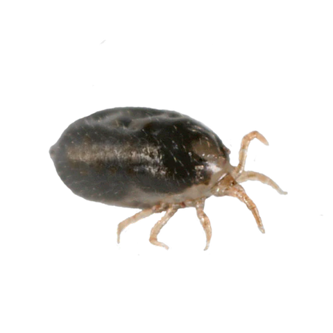 Image 57463860494678