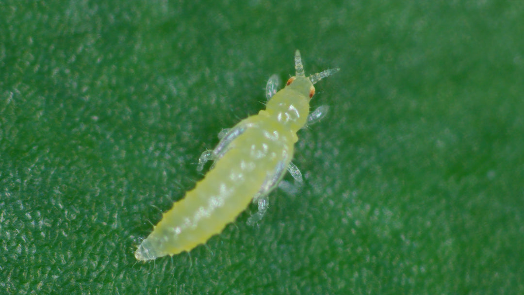 Image 55935282413910