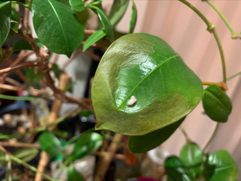 Image 57579097227606